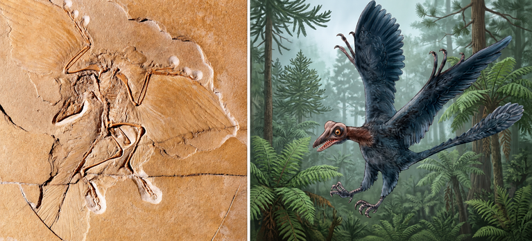 Dini Keşfetmek 8. Bölüm – Archaeopteryx