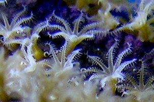 “Ölümsüz” denizanası Turritopsis dohrnii
