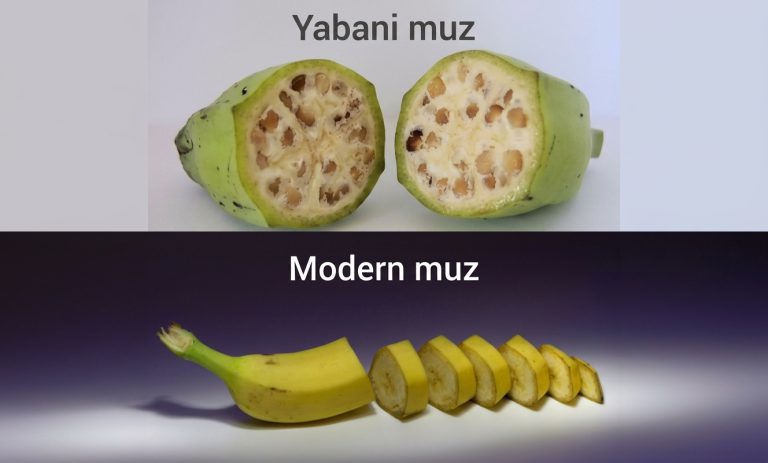 Dini Keşfetmek 6. Bölüm – Evrim Teorisi