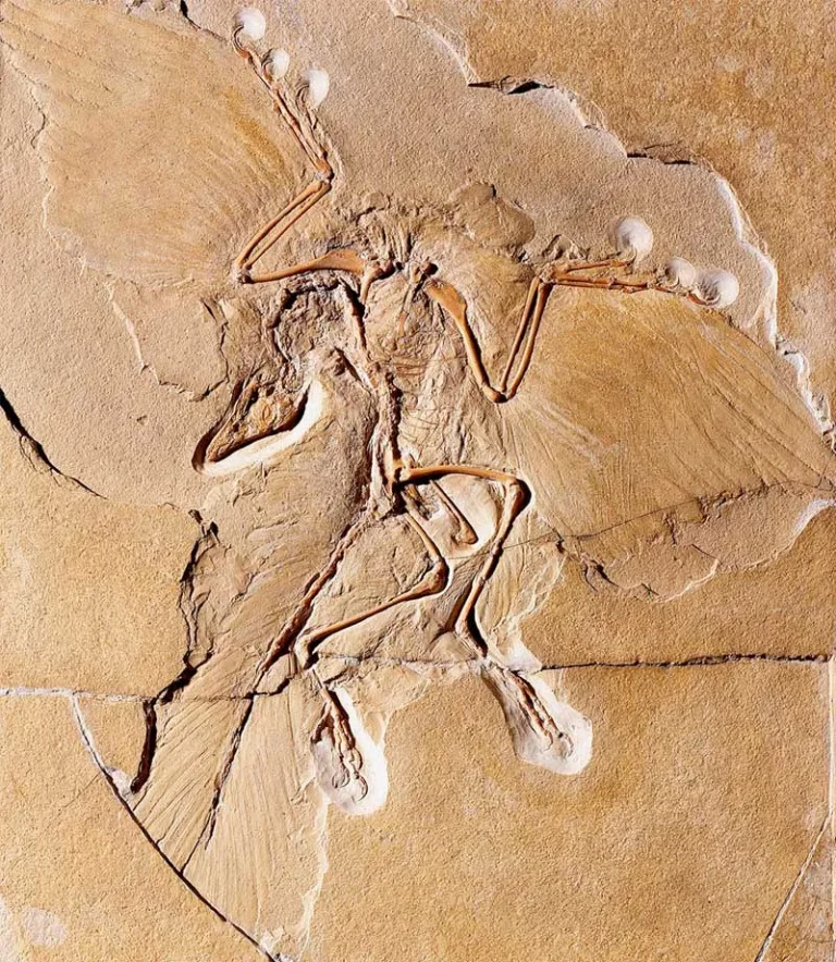Dini Keşfetmek 8. Bölüm – Archaeopteryx