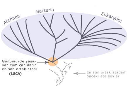 Gezegenimizdeki Yaşamın Kısa Bir Tarihçesi (1. bölüm)