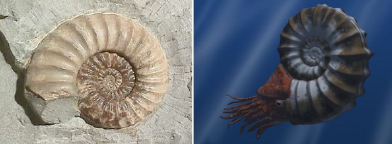 Gezegenimizdeki Yaşamın Kısa Bir Tarihçesi (3. bölüm)