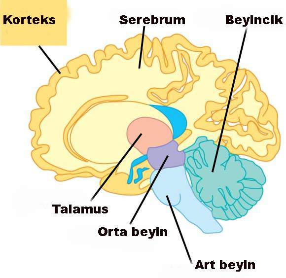 Beynimizin evrimsel süreçte büyümesinde rol oynayan bir gen bulundu