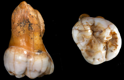 Denisova insanı genomunun tamamı tanımlandı