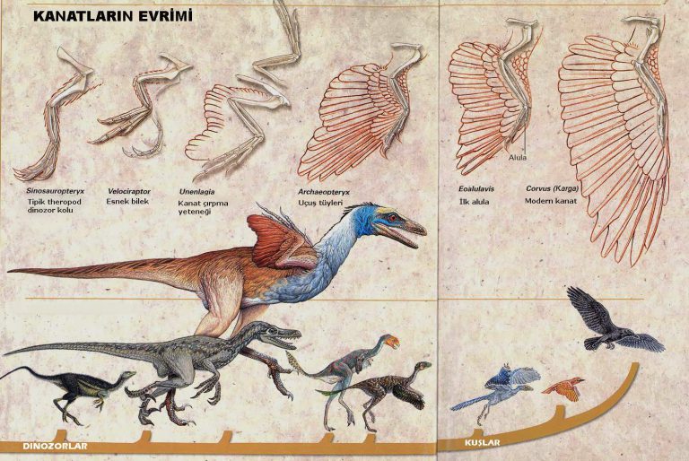 Dinozorların kuşlara evrimi