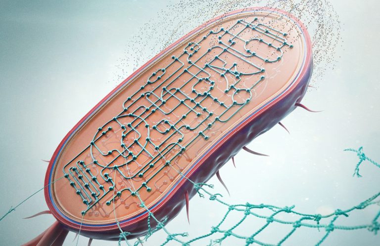 Naylon yiyen bakteriler ve HIV virüsünün mutasyonları