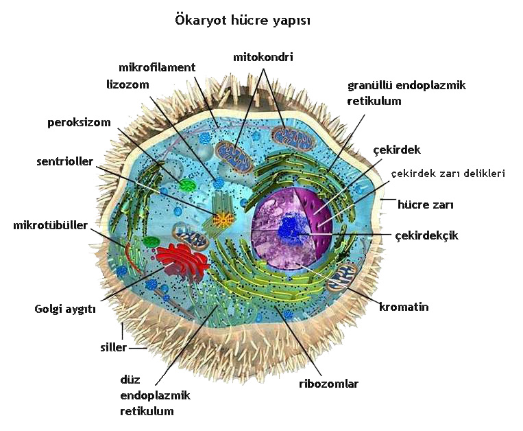 Ökaryotların ortaya çıkışıyla ilgili önemli bulgu