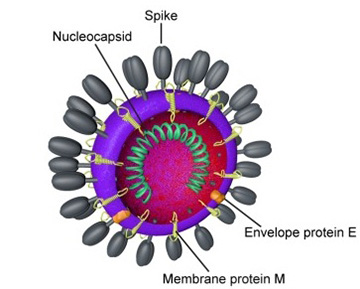 Coronavirus doğal bir kökene sahip